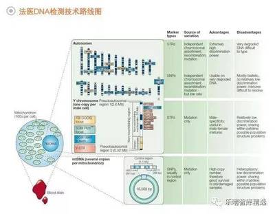 法醫(yī)DNA檢測行業(yè) 百億藍海市場蓄勢待發(fā)，技術創(chuàng)新驅(qū)動未來